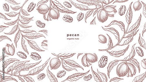 Pecan vintage background Organic nuts, bio pattern