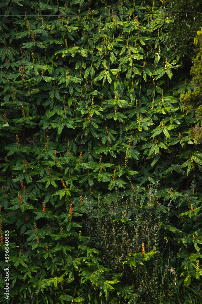 Wall of green flowers and leaves