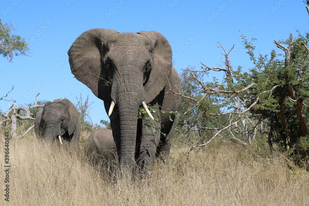 Obraz premium Afrikanischer Elefant / African elephant / Loxodonta africana