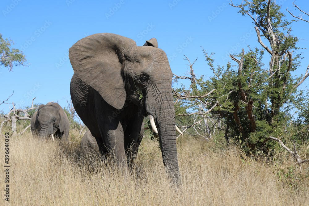 Obraz premium Afrikanischer Elefant / African elephant / Loxodonta africana