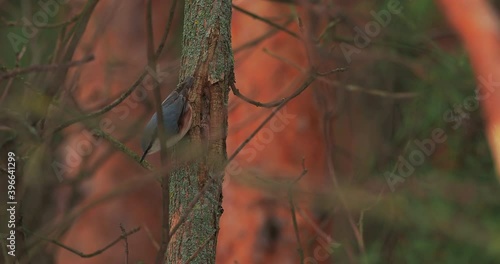 Eurasian nuthatch or wood nuthatch or Sitta europaea knocks on bark of pine tree, extracting edable insects. Bird in winter forest. photo