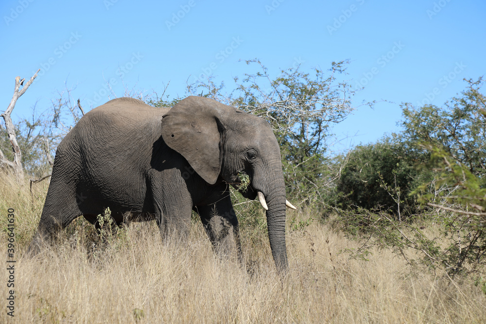 Afrikanischer Elefant / African elephant / Loxodonta africana Afrikanischer Elefant / African elephant / Loxodonta africana