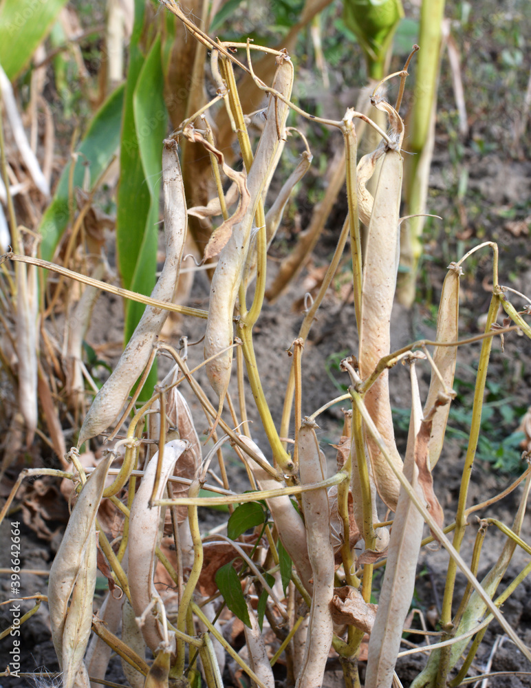 Obraz premium On the stem of beans ripe pods