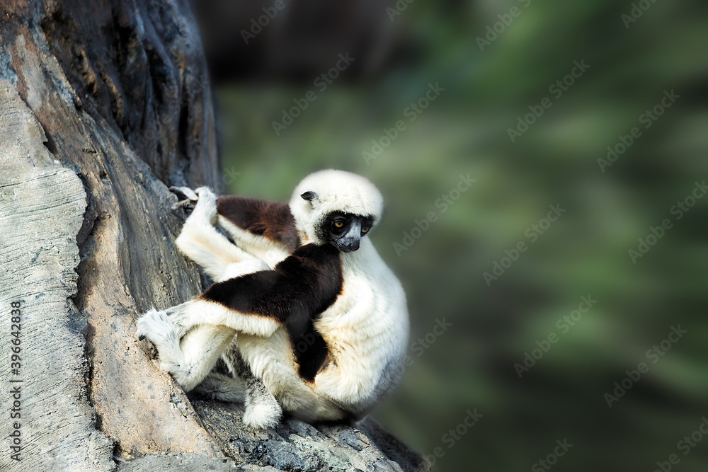 Obraz premium Lemur Looks Back