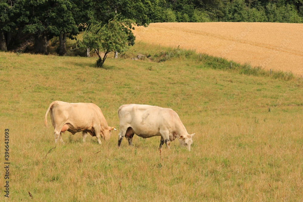 Herd of light-colored cows graze in a meadow in the middle of a sunny summer day Herd of light-colored cows graze in a meadow in the middle of a sunny summer day