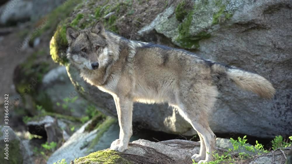 Wolf hid in the forest. The rare animal in nature. Eurasian wildlife nature. Common wolf has a rest on the rock. Wolf hid in the forest. The rare animal in nature. Eurasian wildlife nature. Common wolf has a rest on the rock.