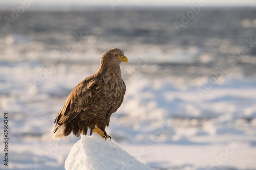 The White-tailed eagle, Haliaeetus albicilla The bird is perched on the iceberg in the sea during winter Japan Hokkaido Wildlife scene from Asia nature. Came from Kamtchatka..