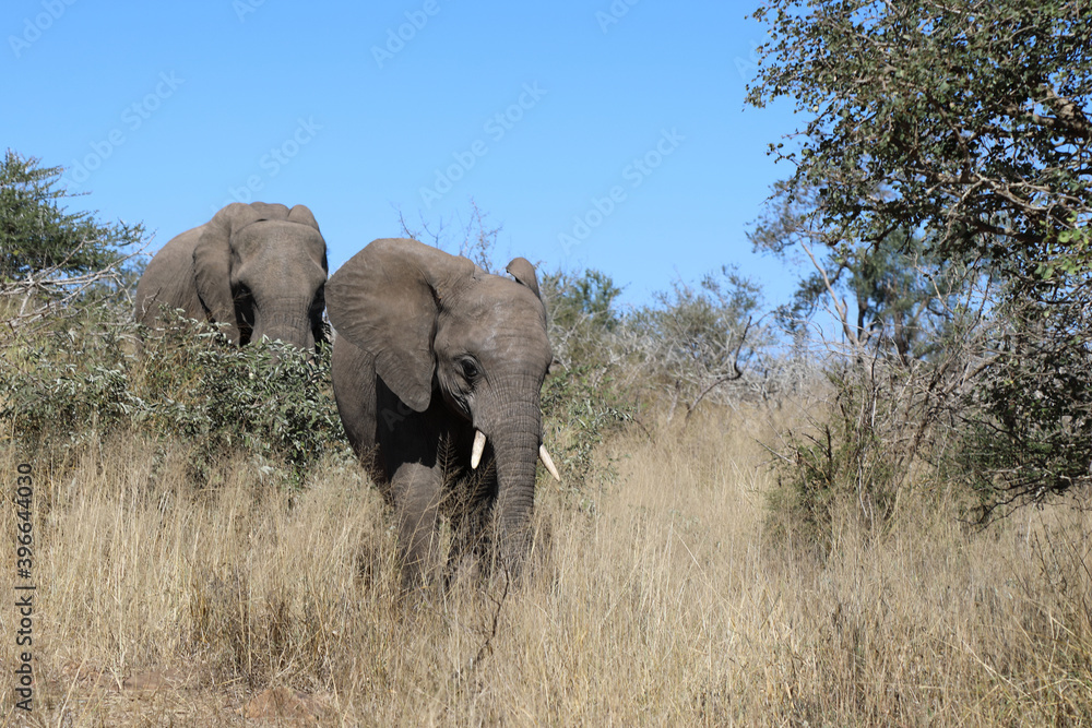 Afrikanischer Elefant / African elephant / Loxodonta africana Afrikanischer Elefant / African elephant / Loxodonta africana