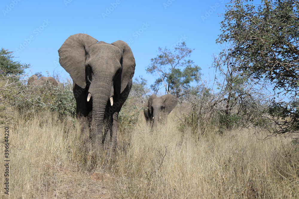 Obraz premium Afrikanischer Elefant / African elephant / Loxodonta africana