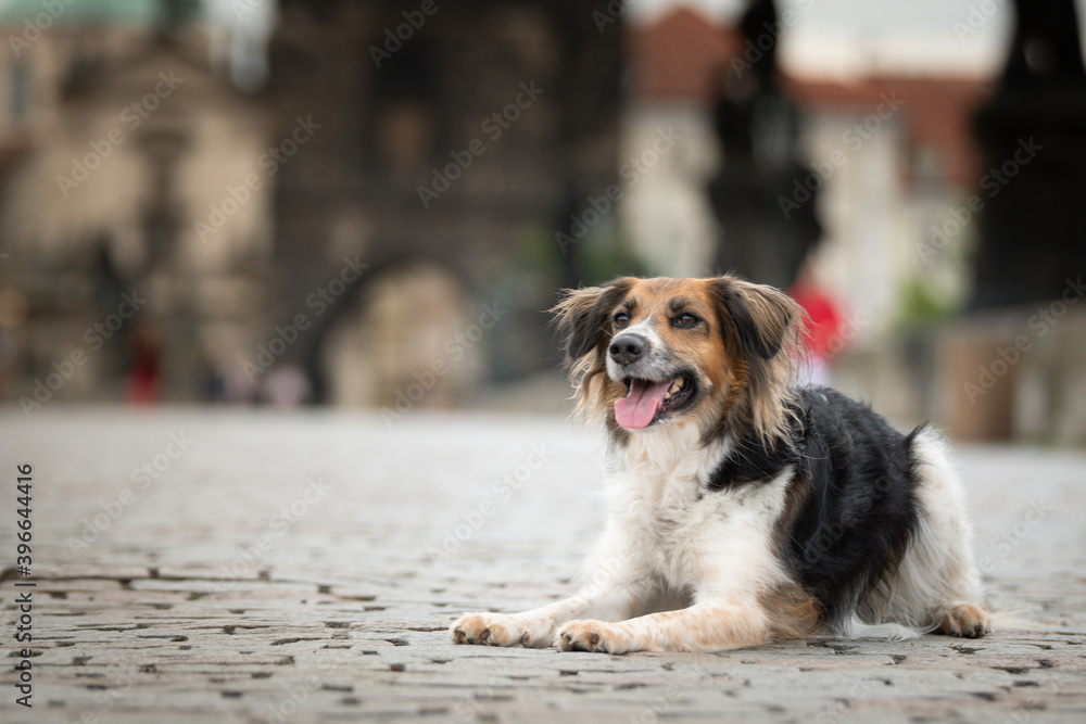 Black and white Bohemian Spotted Dog  is lying on bridge. She was in center of prague. She is so patient model.