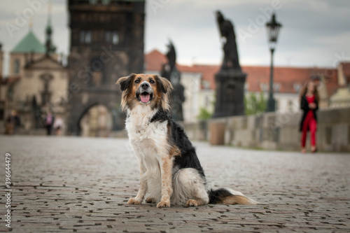 Black and white Bohemian Spotted Dog is sitting on bridge. She was in center of prague. She is so patient model.