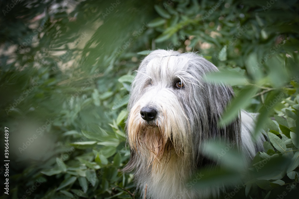 Bearded collie is sitting in bush in city center in Prague. Bearded collie is sitting in bush in city center in Prague.