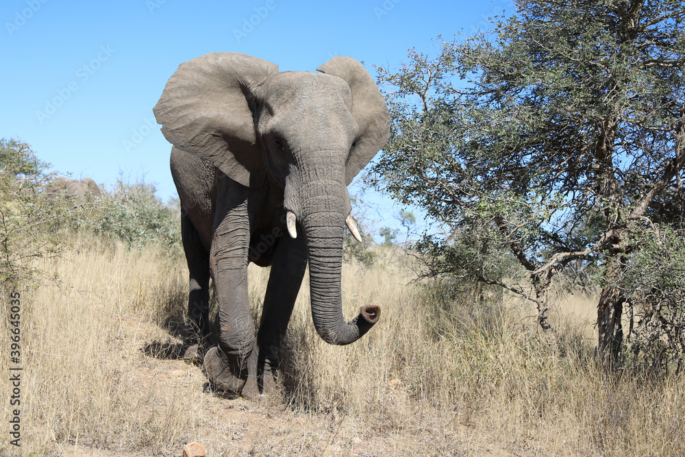 Obraz premium Afrikanischer Elefant / African elephant / Loxodonta africana