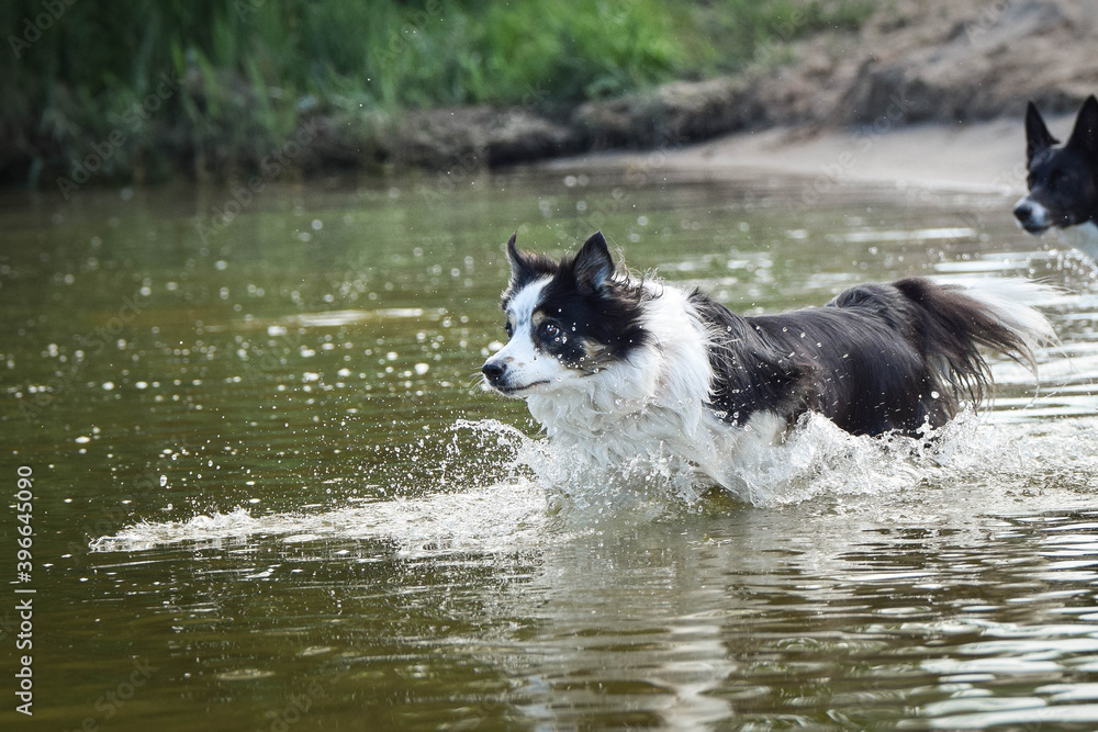 border collie dog is standing in the water. She is really good swimmer. She is waiting for her toy.