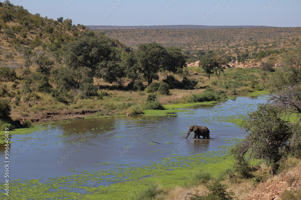 Afrikanischer Elefant im N'waswitsontso River/ African elephant in N'waswitsontso River / Loxodonta africana
