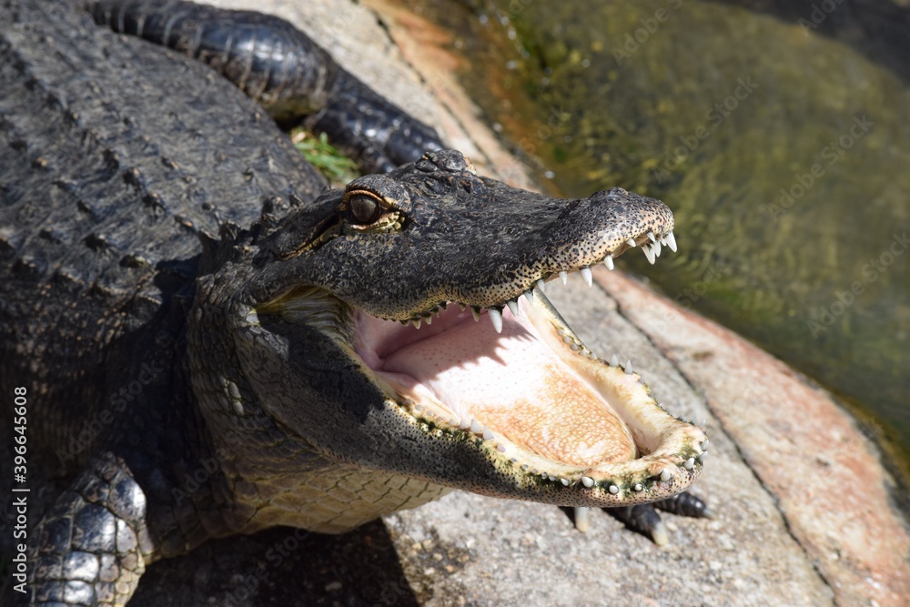 Obraz premium alligator