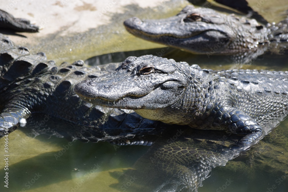 alligator alligator