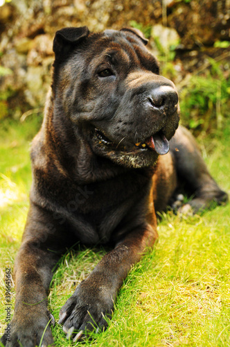 Shar Pei negro © javisanx