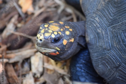 close up of a turtle