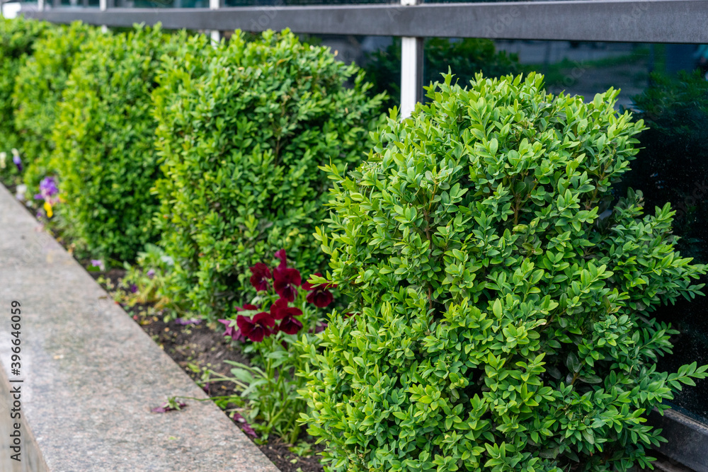 Little green decorative trees on a flowerbed Little green decorative trees on a flowerbed