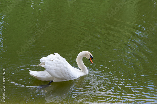 The swan floats on the water. White swan. Green water