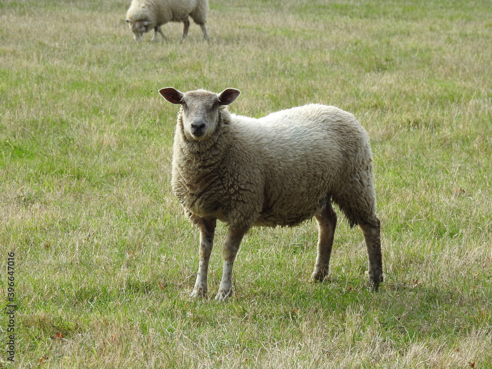 The sheep is looking into the lens The sheep is looking into the lens
