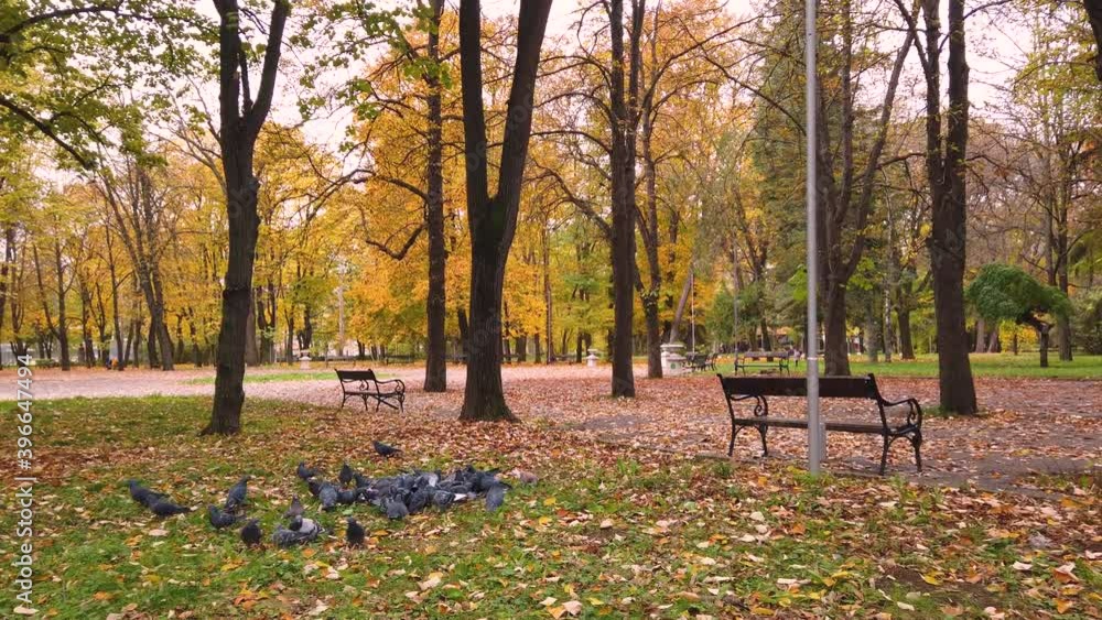 FLOCK OF PIGEONS FLAPPING WINGS IN THE PARK AT AUTUMN FLOCK OF PIGEONS FLAPPING WINGS IN THE PARK AT AUTUMN