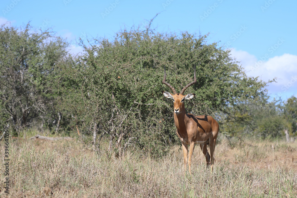 Naklejka premium Schwarzfersenantilope / Impala / Aepyceros melampus