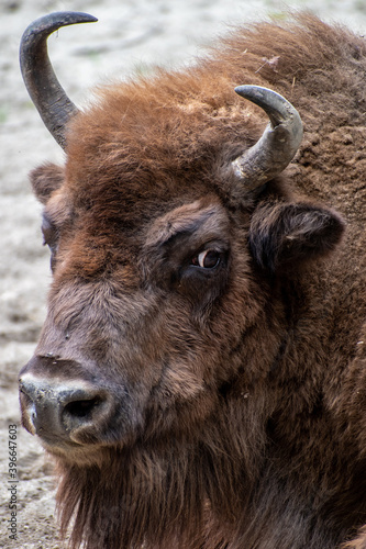 Portrait of a European bison