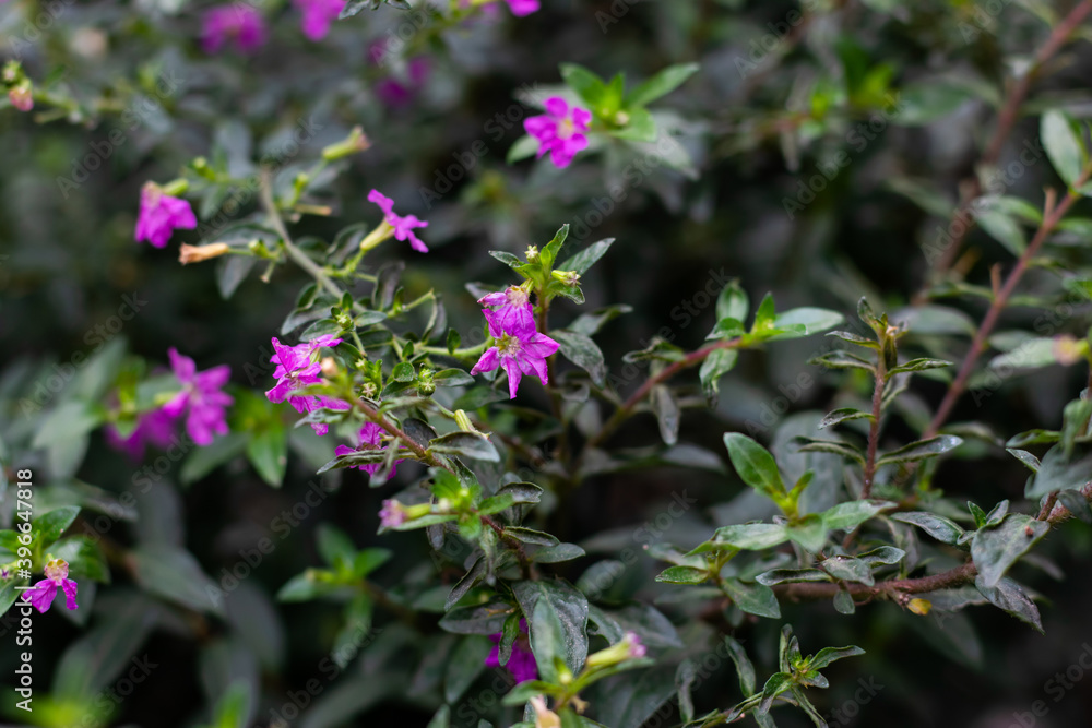 Tibouchina is a shrubs or trees and typically have purple flowers Tibouchina is a shrubs or trees and typically have purple flowers