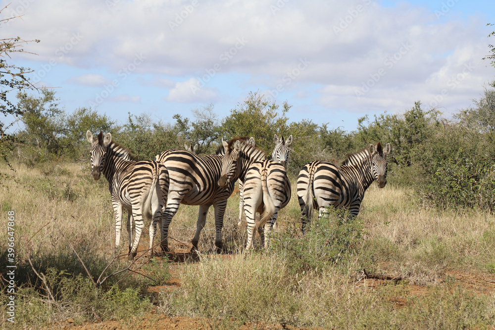 Obraz premium Steppenzebra / Burchell's zebra / Equus burchellii