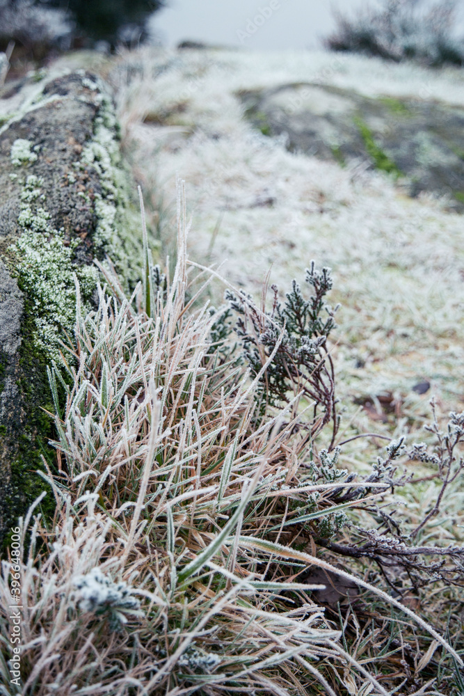 Winter season in scandinavia, frosen plants and grass, vertical