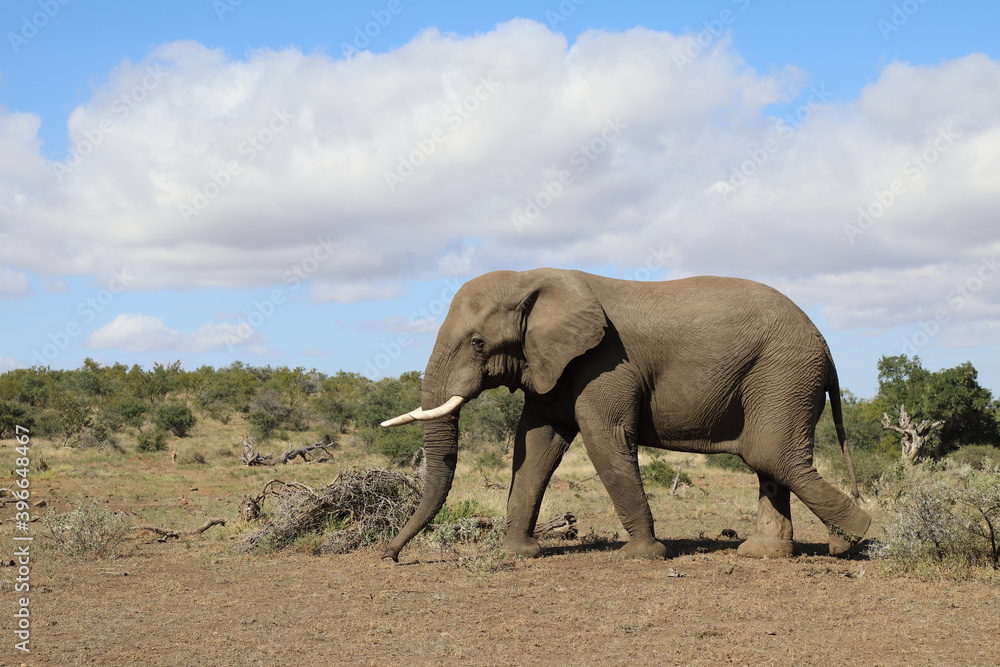 Obraz premium Afrikanischer Elefant / African elephant / Loxodonta africana