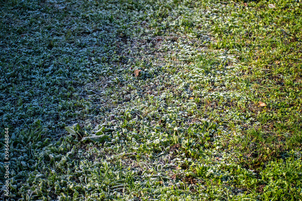 Grass with morning frost in autumn Grass with morning frost in autumn
