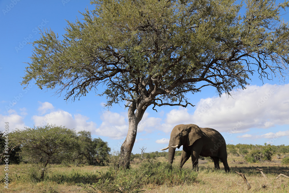 Fototapeta premium Afrikanischer Elefant / African elephant / Loxodonta africana