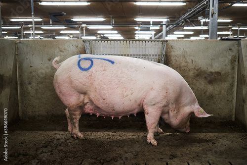 Sow pig standing in a stable.