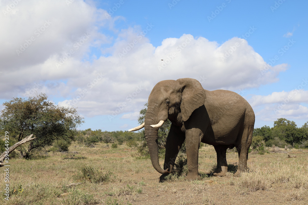 Obraz premium Afrikanischer Elefant / African elephant / Loxodonta africana