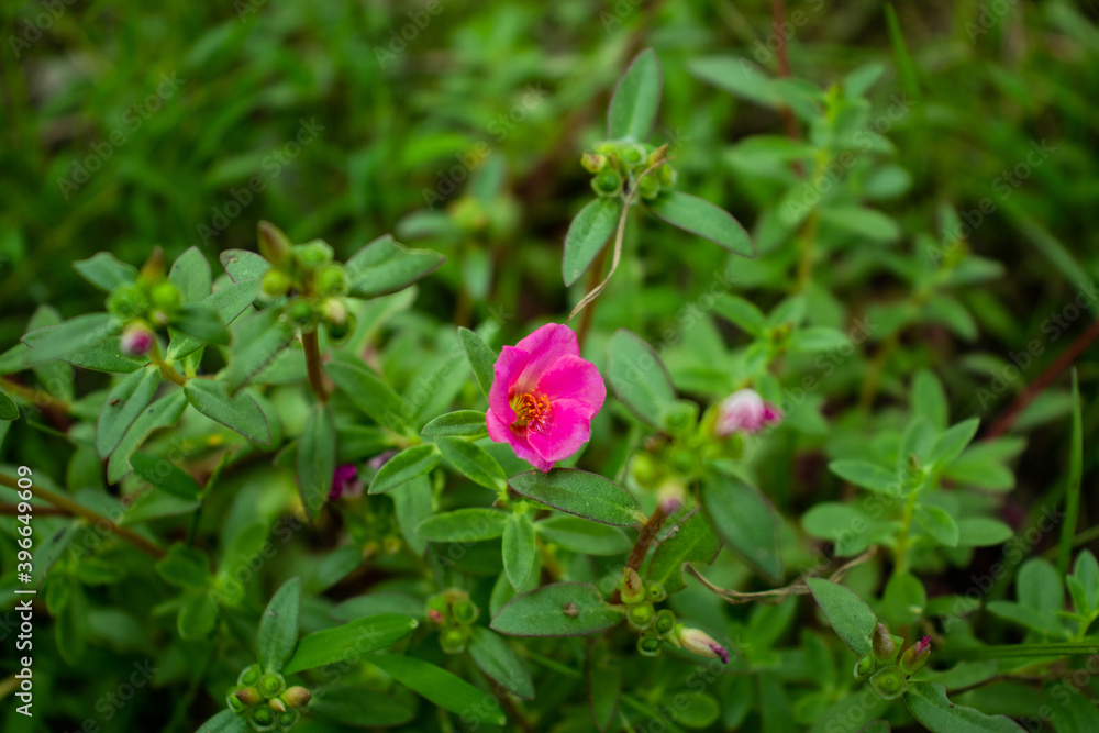 Nootka Rose The Rose Family Rosaceae Rosa Nutkana and the flowering plants