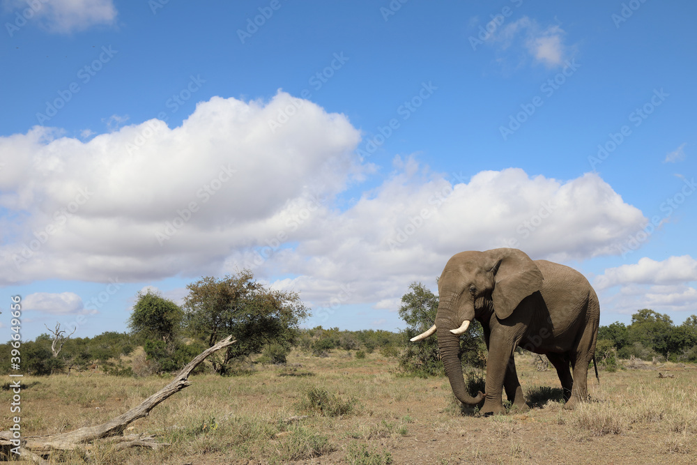 Naklejka premium Afrikanischer Elefant / African elephant / Loxodonta africana