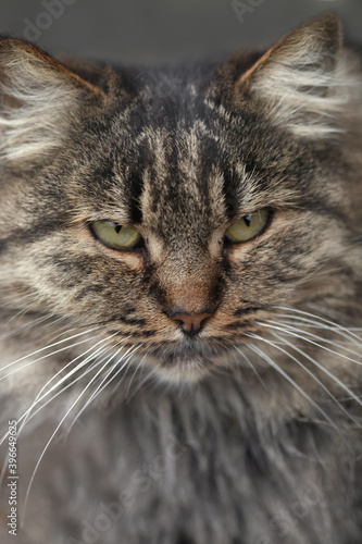 Portrait of wild grey cat © olena
