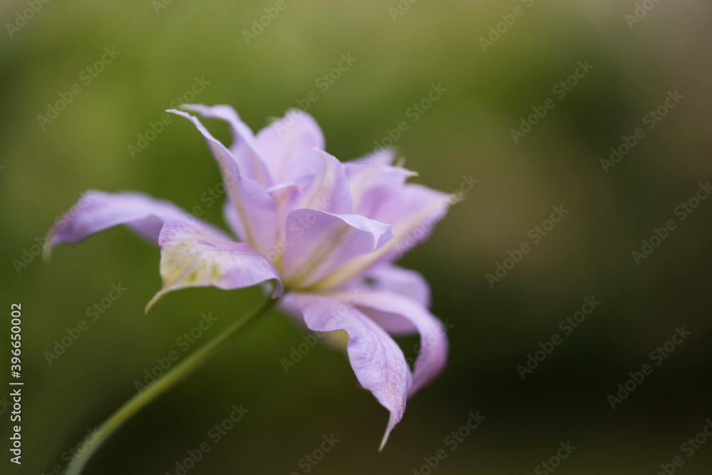Elegant and delicate white clematis blooms against the background of soft greens. Filmed with a low depth of field. Elegant and delicate white clematis blooms against the background of soft greens. Filmed with a low depth of field.