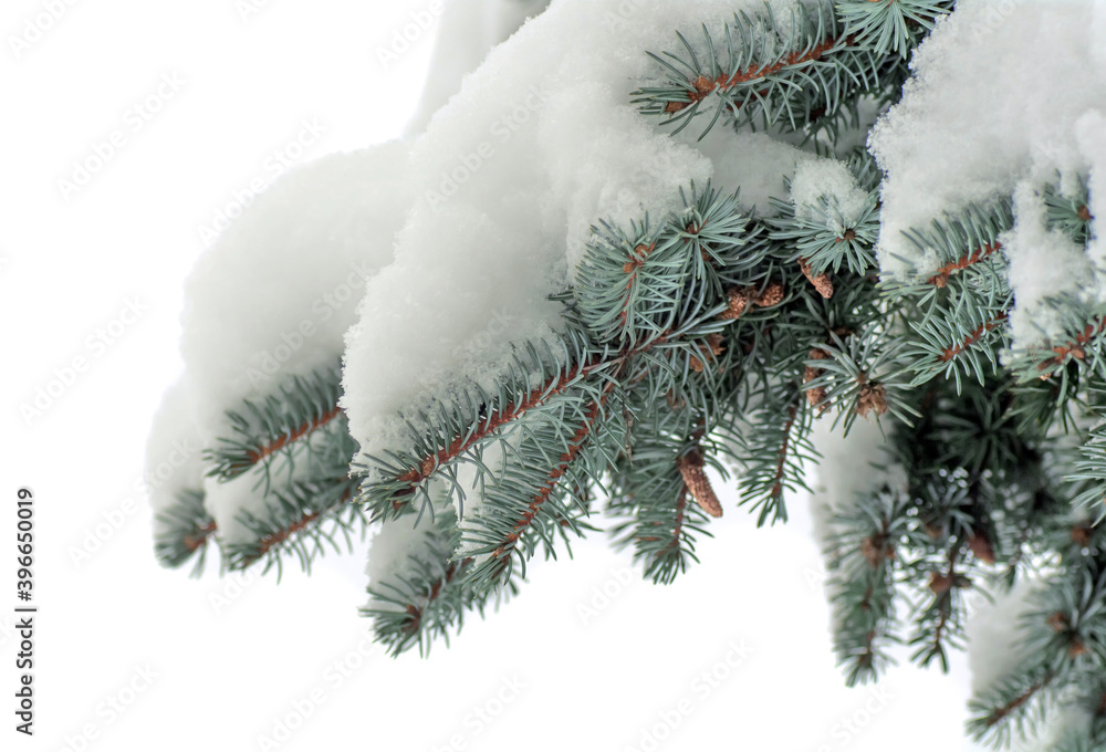 branches blue spruce under the snow on a white background