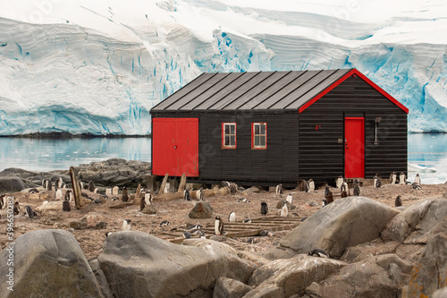 Wooden building and Gentoo penguins at the British Port Lockroy base with Glacier on background. Antarctica