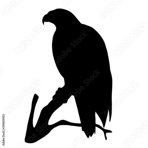 Icon of eagle silhouette. Black vector illustration of predatory bird