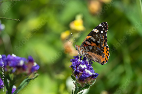 Vanessa cardui butterfly in purple flowers macro insect nature close up summer
