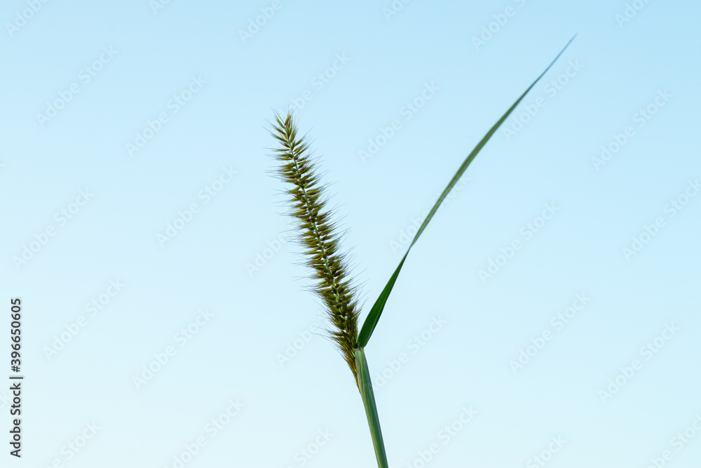 Grass flower petals like so many wool or fur on blue sky Grass flower petals like so many wool or fur on blue sky