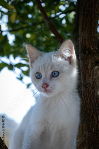 A kitten poses among the branches of a tree. © iabegega