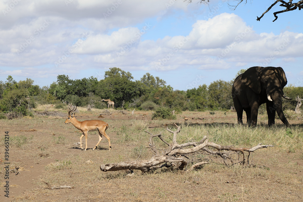 Fototapeta premium Schwarzfersenantilope und Afrikanischer Elefant / Impala and African elephant / Aepyceros melampus et Loxodonta africana
