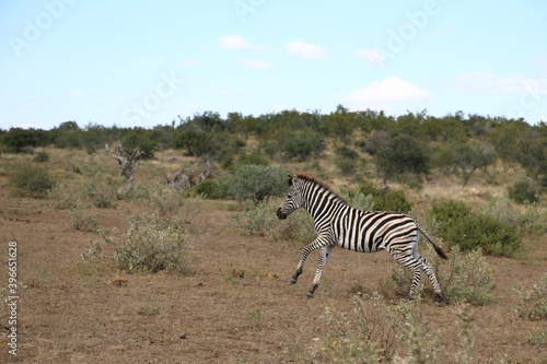 Steppenzebra   Burchell s Zebra   Equus burchellii....