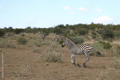 Steppenzebra   Burchell s Zebra   Equus burchellii....